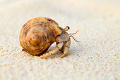 UWC 01 MH0006 01
Hermit Crab Sitting On Beach Cousine Island, Seychelles