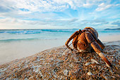 UWC 01 MH0007 01
Hermit Crab Sitting On Beach Cousine Island, Seychelles