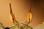 UWC 01 MH0008 01
Close-Up Of Horned Ghost Crab Eyes In Seychelles