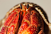UWC 01 MH0009 01
Close-Up Of Hermit Crab In Seychelles