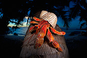 UWC 01 MH0010 01
Hermit Crab On Coconut Palm Tree By Ocean At Night In Seychelles