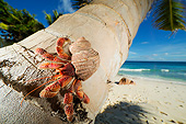 UWC 01 MH0011 01
Hermit Crab On Coconut Palm Tree By Ocean In Seychelles
