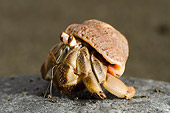 UWC 01 NE0005 01
Hermit Crab On Beach In Southwestern Costa Rica
