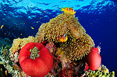 UWC 01 WF0002 01
Red Sea Anemonefish (Clown Fish) Swimming Around Magnificent Sea Anemone