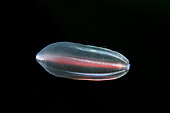 UWC 01 WF0004 01
Comb Jelly In White Sea Russia