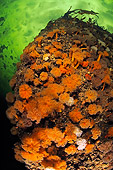 UWC 01 WF0006 01
Brown Sea Anemones Under Ice In White Sea Russia