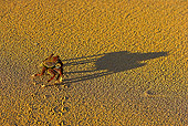 UWC 01 WF0010 01
Sally Lightfoot Crab Casting Long Shadow On Beach