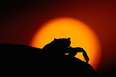 UWC 01 WF0011 01
Silhouette Of Sally Lightfoot Crab Against Setting Sun