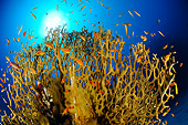 UWC 01 WF0012 01
Net Fire Coral And Lyretail Anthias Underwater
