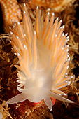 UWC 01 WF0013 01
Red-Gilled Nudibranch In White Sea Russia