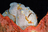 UWC 01 WF0014 01
Freckled Frogfish In Dark Underwater