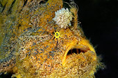 UWC 01 WF0015 01
Shaggy Angler In Dark Underwater