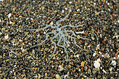 UWC 01 WF0016 01
Transparent Sea Spider On Sea Floor