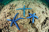 UWC 01 WF0017 01
Blue Sea Star In Shape Of Cross With Two Normal Five-Armed Sea Stars On Sea Floor