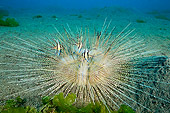 UWC 01 WF0018 01
Sea Urchin With Banggai Cardinalfishes Underwater