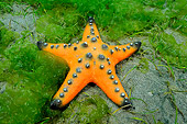 UWC 01 WF0019 01
Horned Sea Star On Sea Floor