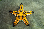 UWC 01 WF0020 01
Horned Sea Star On Sea Floor