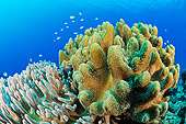 UWC 01 WF0021 01
Variable Finger Leather Coral And Fish In Coral Reef