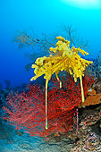 UWC 01 WF0022 01
Yellow Sponge On Black Coral And Red Sea Fan In Coral Reef