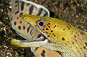 UWC 01 WF0023 01
Head Shot Of Giant Moray Eel Underwater