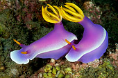 UWC 01 WF0024 01
Purple Nudibranches Swimming In Coral Reef