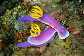 UWC 01 WF0025 01
Purple Nudibranches Swimming In Coral Reef