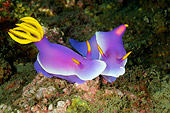 UWC 01 WF0026 01
Purple Nudibranches Swimming In Coral Reef