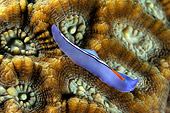 UWC 01 WF0027 01
Racing Stripe Flatworm On Hard Coral