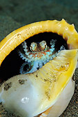 UWC 01 WF0028 01
Coconut Octopus Using Empty Sea Shell For Protection
