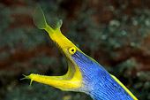 UWC 01 WF0029 01
Head Shot Of Ribbon Moray Eel Male With Mouth Open Underwater