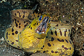UWC 01 WF0030 01
Fimbriated Moray Eel On Sand Underwater