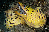 UWC 01 WF0031 01
Fimbriated Moray Eel On Sand Underwater