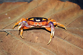 UWC 01 WF0032 01
Halloween Crab Sitting On Leaf