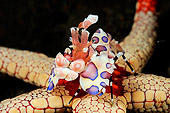 UWC 01 WF0033 01
Harlequin Shrimp Feeding On Necklace Sea Star Underwater