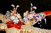 UWC 01 WF0034 01
Harlequin Shrimp Feeding On Necklace Sea Star Underwater