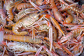 UWC 01 WF0035 01
Catch Of Dublin Bay Prawns From Scottish Trawler