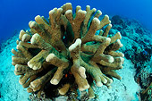 UWC 01 WF0036 01
Staghorn Coral In Coral Reef