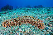 UWC 01 WF0037 01
Eyed Sea Cucumber In Coral Reef