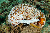 UWC 01 WF0038 01
Eyed Sea Cucumber In Coral Reef