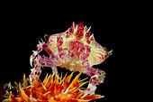 UWC 01 WF0039 01
Soft Coral Crab In Dark Underwater