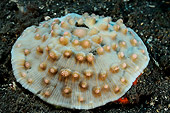 UWC 01 WF0040 01
Stone Coral Underwater