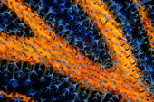 UWC 01 WF0041 01
Gorgonian Coral With Blue Polyps
