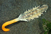 UWC 01 WF0042 01
Sea Pen With Foot Visible Underwater