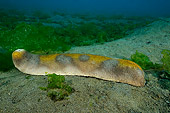 UWC 01 WF0043 01
Sea Cucumber On Ocean Floor