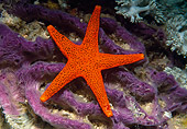 UWC 01 WF0044 01
Red Starfish In Reef