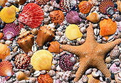 UWC 01 GR0001 01
Seashells And Starfish