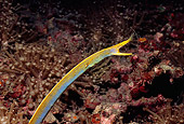 UWC 01 HB0001 01
Blue Ribbon Eel Lembeh Straits Indonesia
