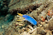 UWC 01 HB0002 01
Blue Ribbon Eel Lembeh Straits Indonesia