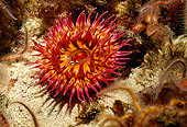 UWC 01 HB0004 01
White-spotted Rose Anemone Santa Barbara Island California