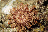 UWC 01 HB0005 01
Anemone